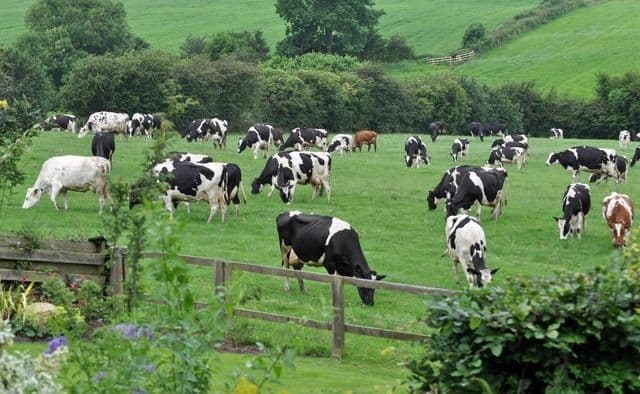 Ketika Ternak Bicara: Bagaimana Peternakan Lokal Menjadi Tulang Punggung Kedaulatan Pangan Kita
