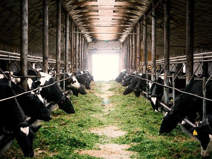 Membangun Usaha Ternak yang Menguntungkan: Dari Hobi ke Bisnis Serius